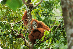 Case Study SOS Orangutan